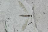 Fossil Crane Fly (Pronophlebia) - Green River Formation #94811-1